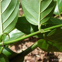 Uncaria elliptica R.Br. ex G.Don